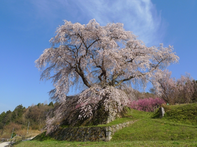 名所 奈良 桜 【徹底調査】奈良市内にある「桜の名所・お花見スポット」一覧【長く楽しめる】