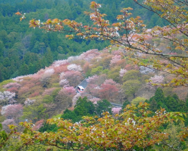 吉野の中千本の桜