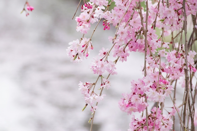 奈良佐保川の枝垂れ桜