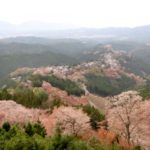吉野の桜を上から観た