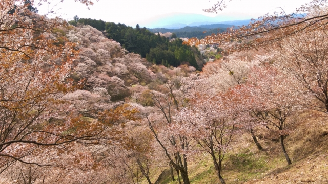 吉野の山の桜