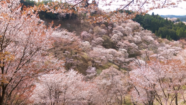 吉野の桜下千本