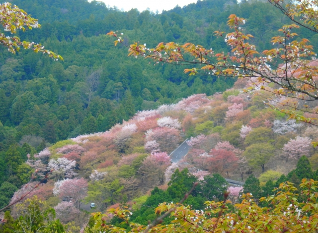 吉野の桜の上千本