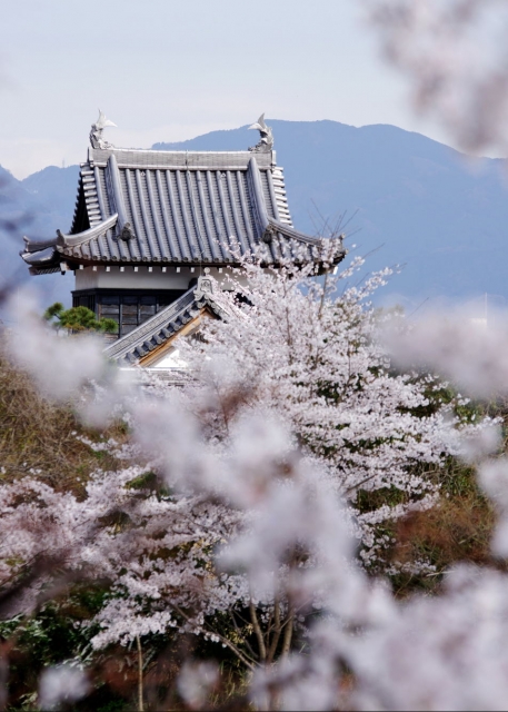 奈良郡山城跡と桜