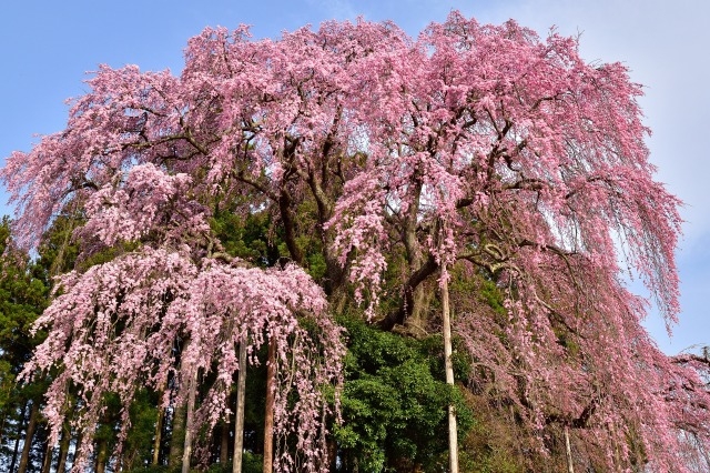 福井三春滝桜の紅色の花びら