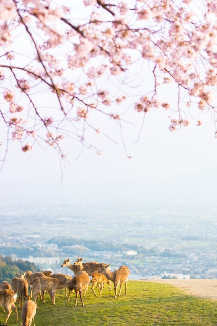 若草山 桜