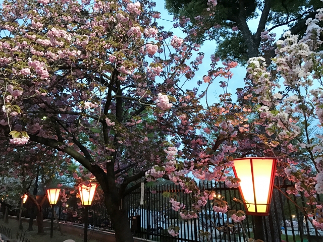 造幣局桜の通り抜けライトアップ