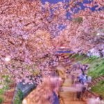 奈良県大和高田の千本桜の桜並木