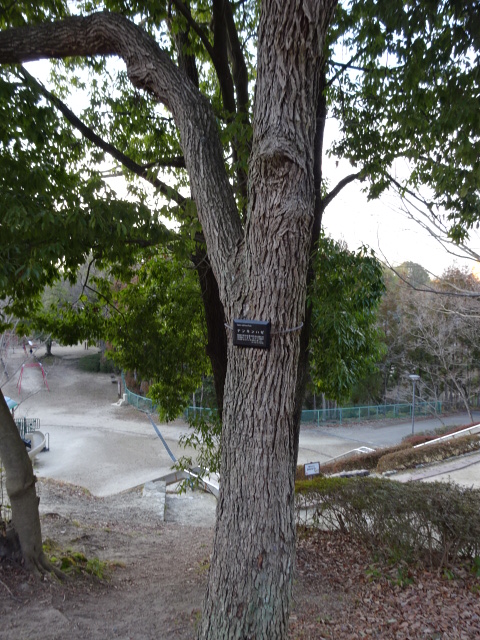大渕池公園西地区の木