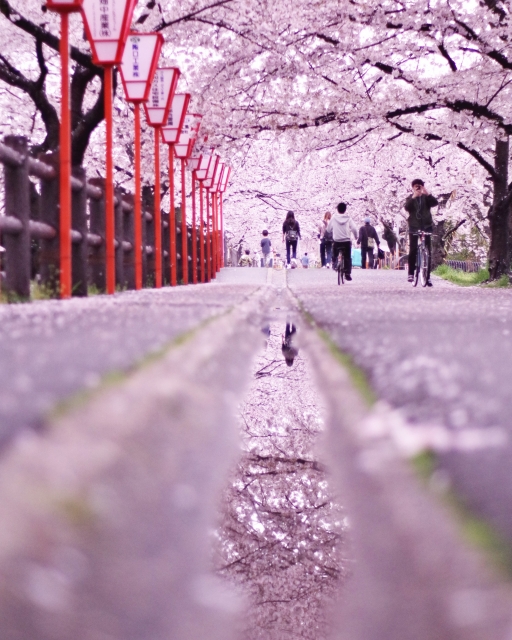 ピンク色に染まる奈良県大和高田の桜並木