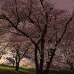 大法師公園の桜