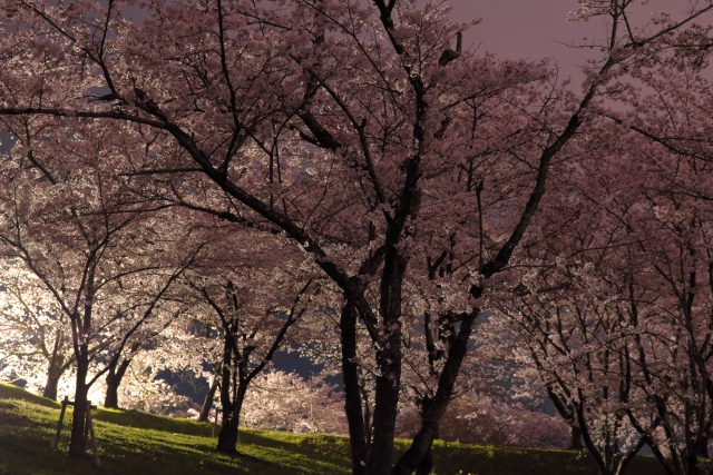 大法師公園の桜