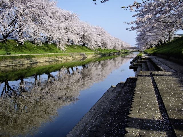 各務原桜祭り新境川堤の桜並木