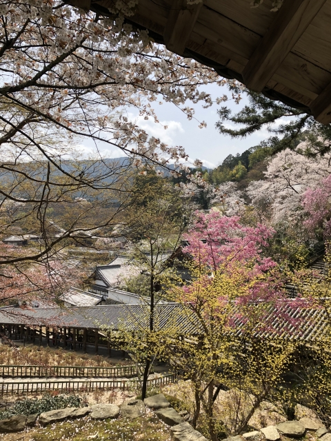 奈良長谷寺の桜