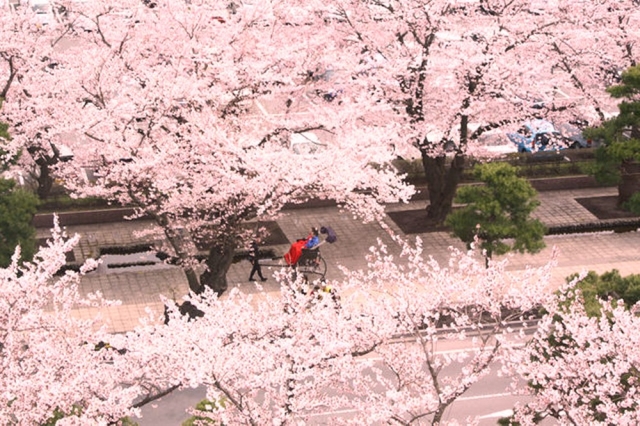 十和田市官庁街通りの桜
