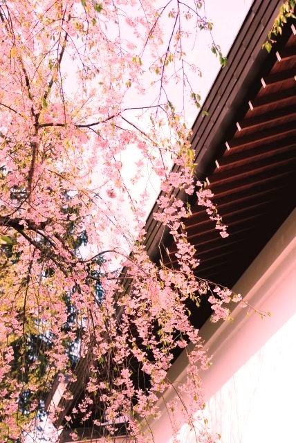 角館のシダレ桜