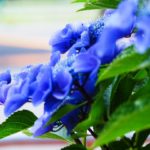 紫陽花の鉢植え