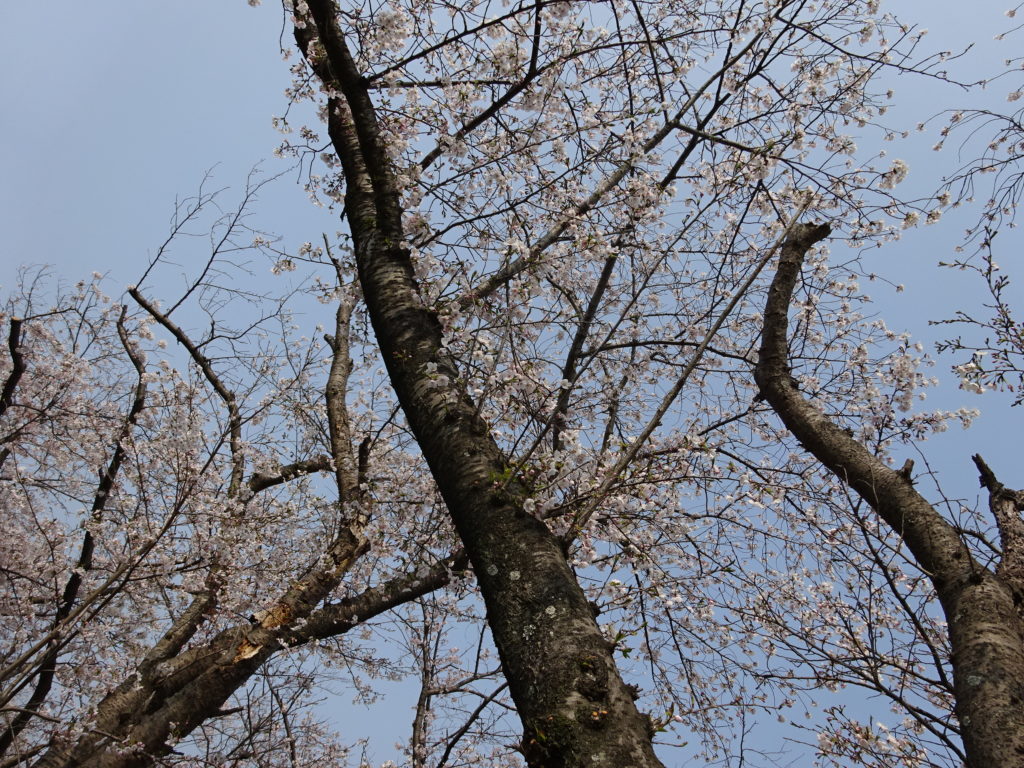 空へと伸びる桜