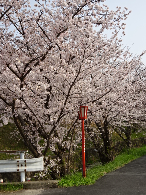 桜並木の橋