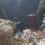 長谷寺五重塔と桜