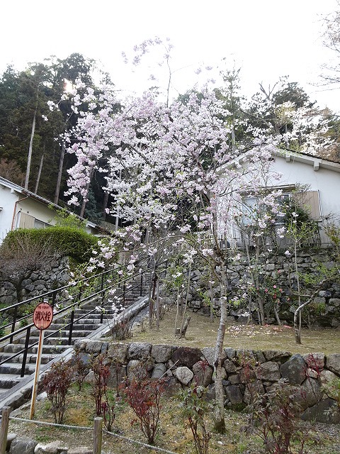 階段そばに咲く桜