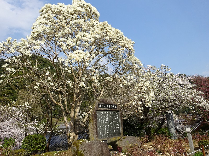 長谷寺大きな花の木