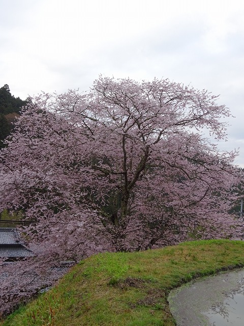 諸木野の桜の別角度