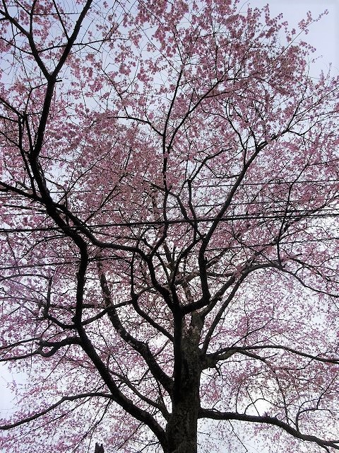 下から見る諸木野の桜のアップ