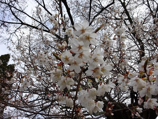 佛隆寺の千年桜の花のアップ