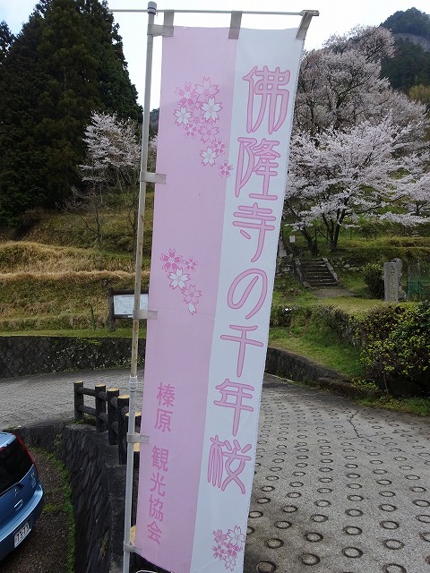 佛隆寺の千年桜ののぼりが……。