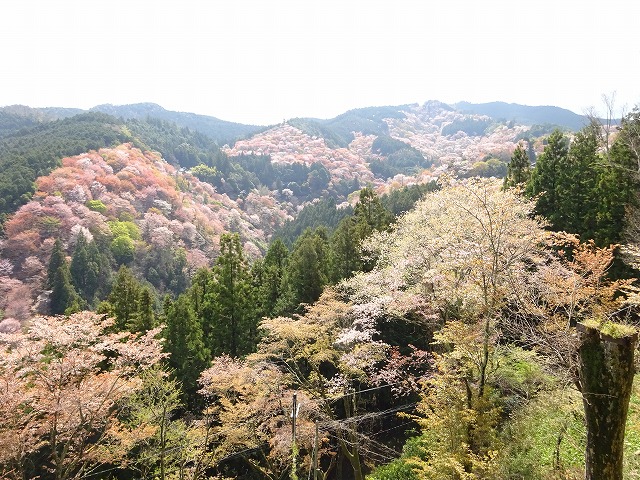 一目千本から観た桜