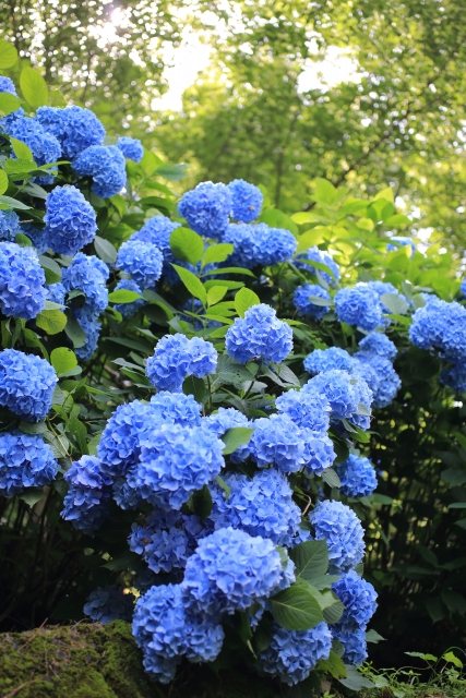 アジサイ園の青い紫陽花