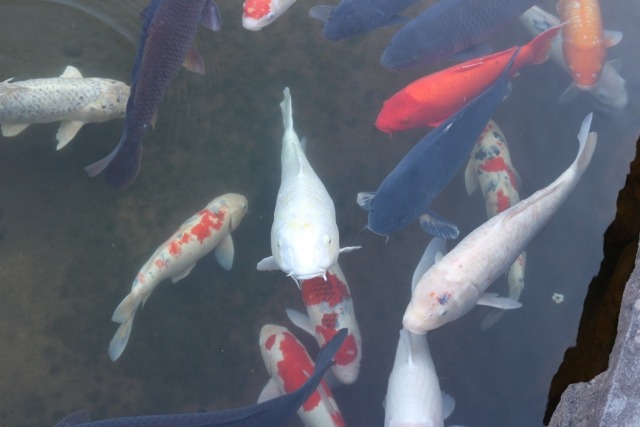 こいのぼり真鯉緋鯉の意味とは 吹き流しの五色や矢車についても紹介 青空ブログ