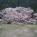 水田に映る諸木野の桜のアップ